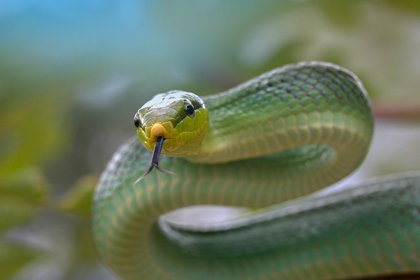 Picture of RED-TAILED GREEN RAT SNAKE