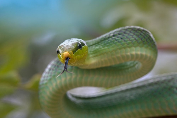 Picture of RED-TAILED GREEN RAT SNAKE