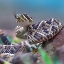 Picture of EASTERN DIAMONDBACK RATTLESNAKE BABY
