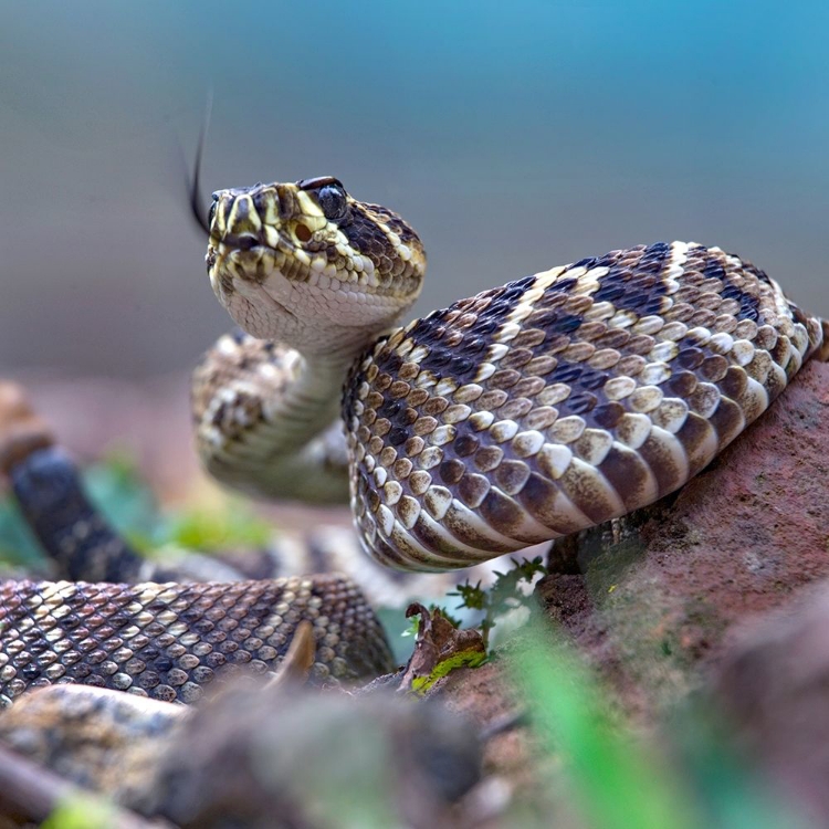 Picture of EASTERN DIAMONDBACK RATTLESNAKE BABY