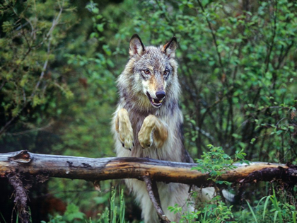 Picture of GRAY WOLF