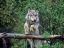Picture of GRAY WOLF