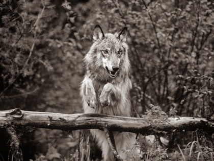 Picture of GRAY WOLF SEPIA