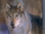 Picture of GRAY WOLF