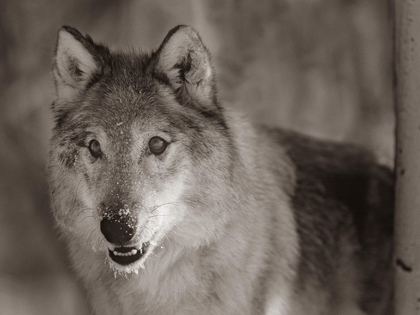 Picture of GRAY WOLF SEPIA