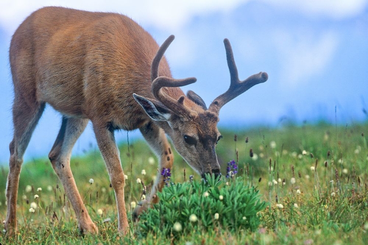 Picture of MULE EATING LUPINES