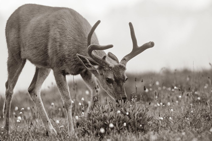 Picture of MULE EATING LUPINES SEPIA