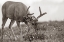 Picture of MULE EATING LUPINES SEPIA