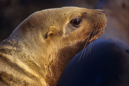 Picture of NORTHERN SEA LION