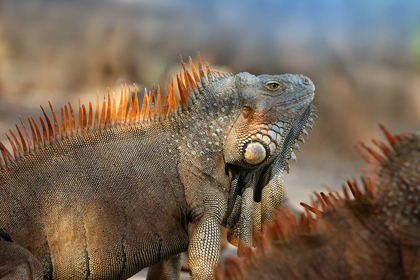 Picture of GREEN IGUANA