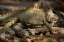 Picture of IGUANA