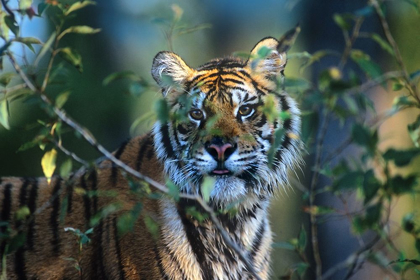 Picture of SIBERIAN TIGER