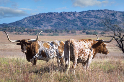 Picture of LONGHORN CATTLE