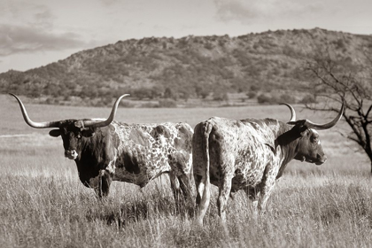 Picture of LONGHORN CATTLE SEPIA