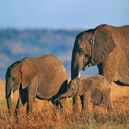 Picture of AFRICAN ELEPHANTS-MASAI NATIONAL RESERVE-KENYA