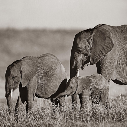 Picture of AFRICAN ELEPHANTS-MASAI NATIONAL RESERVE-KENYA SEPIA