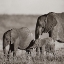 Picture of AFRICAN ELEPHANTS-MASAI NATIONAL RESERVE-KENYA SEPIA