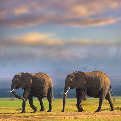 Picture of AFRICAN ELEPHANTS-AMBOSELI NATIONAL PARK-KENYA