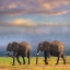 Picture of AFRICAN ELEPHANTS-AMBOSELI NATIONAL PARK-KENYA