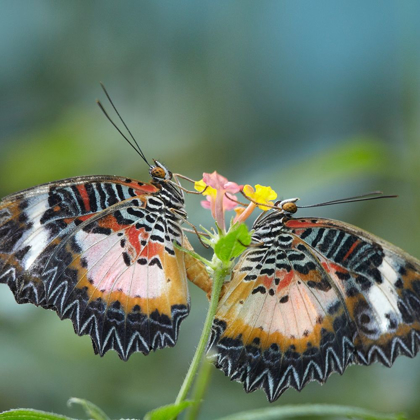 Picture of CETHOSIA LUZONICA BUTTERFLIES MATING