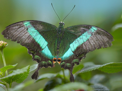 Picture of LOCAL QUEEN BUTTERFLY-PAPILIO DAEDALUS