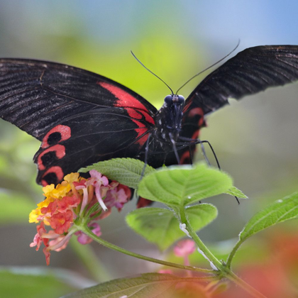 Picture of BUONGON SAILOR BUTTERFLY-PAPILIO RUMANZOBIA