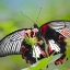 Picture of CITRUS SWALLOWTAIL BUTTERFLY-PAPILIO ALPHENOR