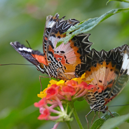 Picture of CETHOSIA LUZONICA BUTTERFLIES