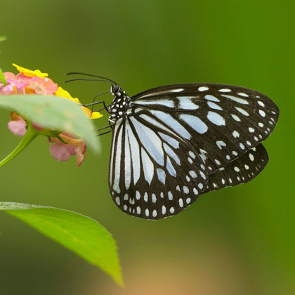 Picture of WHITE TREE NYMPH BUTTERFLY-IDEOPSIS JUVENTA