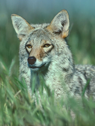 Picture of COYOTE GRASS