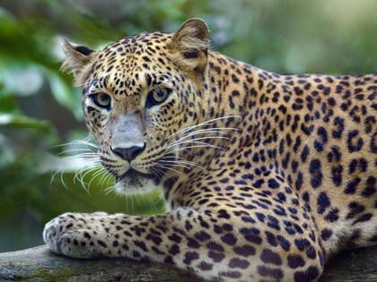 Picture of LEOPARD