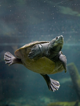 Picture of MALAYSIAN POND TURTLE