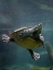 Picture of MALAYSIAN POND TURTLE