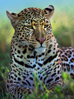 Picture of LEOPARD-MASAI MARA RESERVE-KENYA