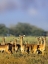 Picture of IMPALA HERD-AMBOSELI NATIONAL PARK-KENYA