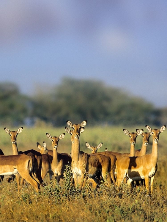 Picture of IMPALA HERD-AMBOSELI NATIONAL PARK-KENYA