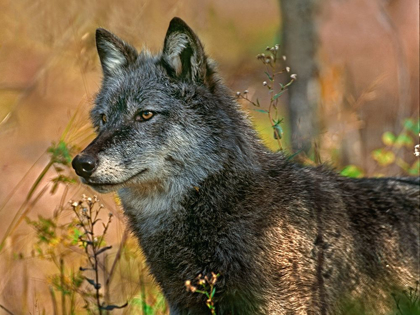 Picture of GRAY WOLF