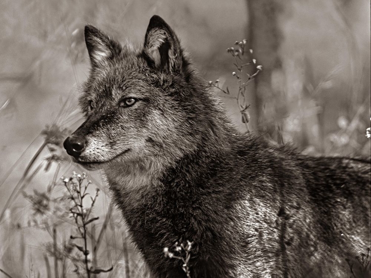 Picture of GRAY WOLF SEPIA