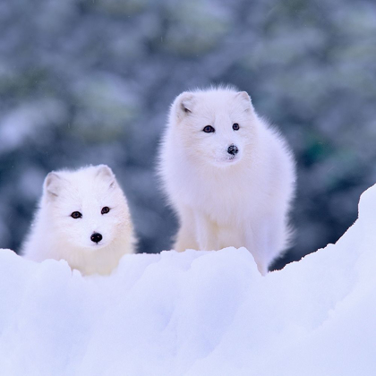 Picture of ARCTIC FOX-CHURCHILL-MANITOBA