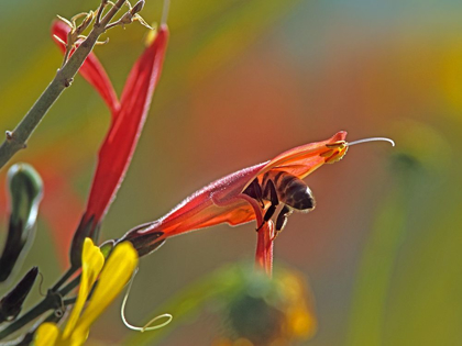 Picture of HONEY BEE IN CHUPAROSA