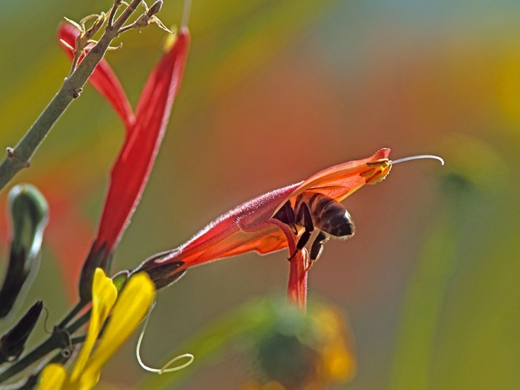 Picture of HONEY BEE IN CHUPAROSA