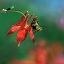 Picture of BEE ON WILD COLUMBINE-MOUNT RAINIER-WASHINGTON