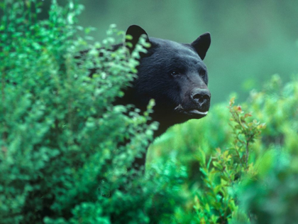 Picture of BLACK BEAR IN UNDERBRUSH