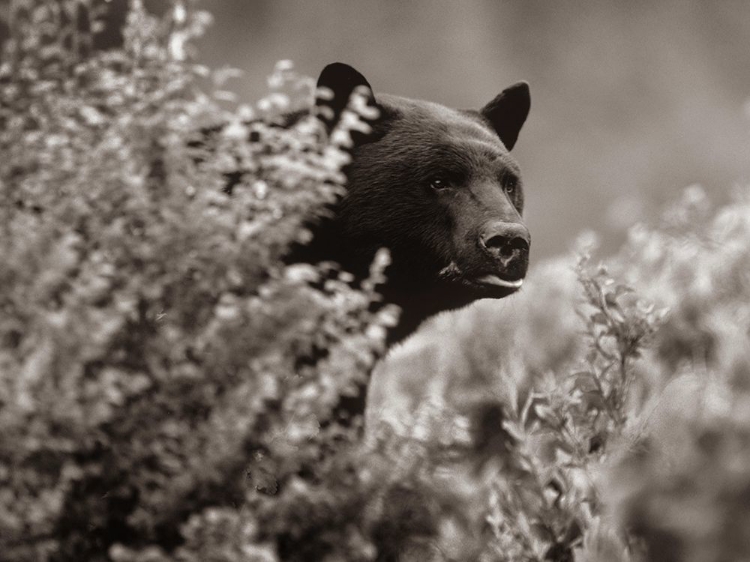 Picture of BLACK BEAR IN UNDERBRUSH SEPIA