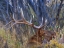 Picture of BULL ELK-COLORADO
