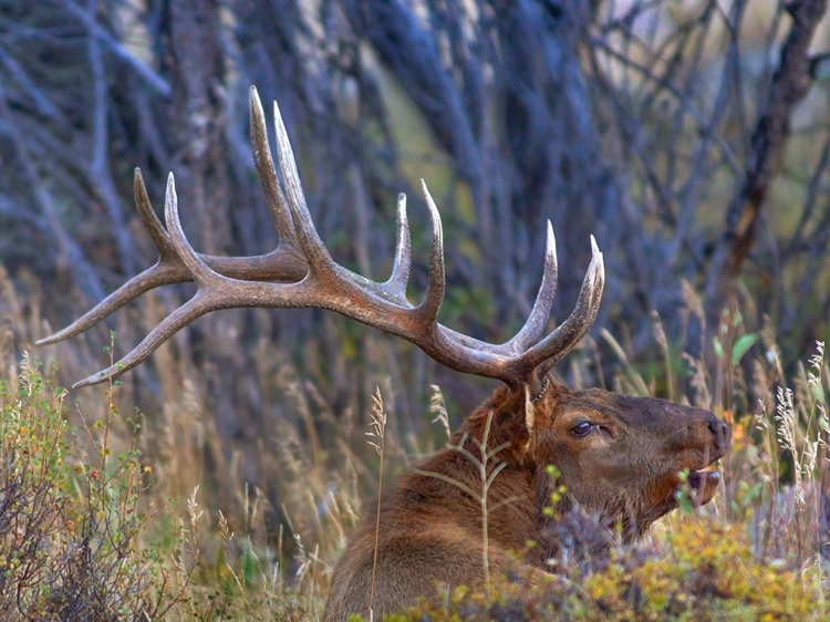 Picture of BULL ELK-COLORADO