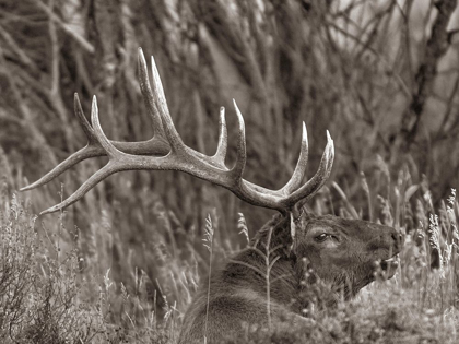 Picture of BULL ELK-COLORADO SEPIA