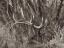 Picture of BULL ELK-COLORADO SEPIA