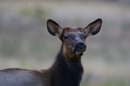 Picture of FEMALE ELK-COLORADO