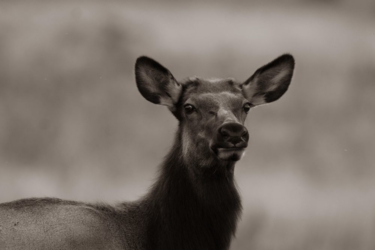 Picture of FEMALE ELK-COLORADO SEPIA